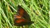 Erebia aethiopellus